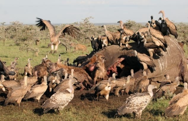 hyena_hides_05 (634x408, 142Kb)