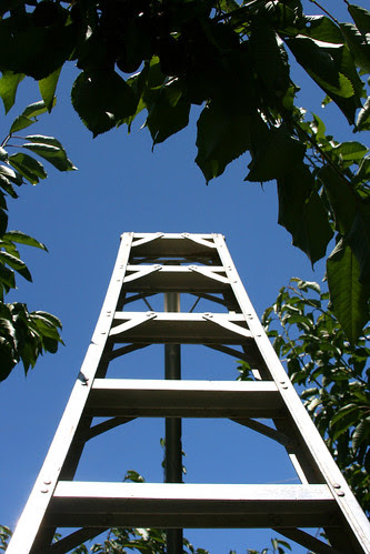 ladder