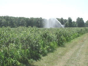 Irrigated blueberries4046.jpg