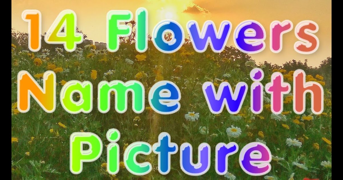 Alphabet for Kids: Kinds Of Flowers With Name And Picture : Flower ...