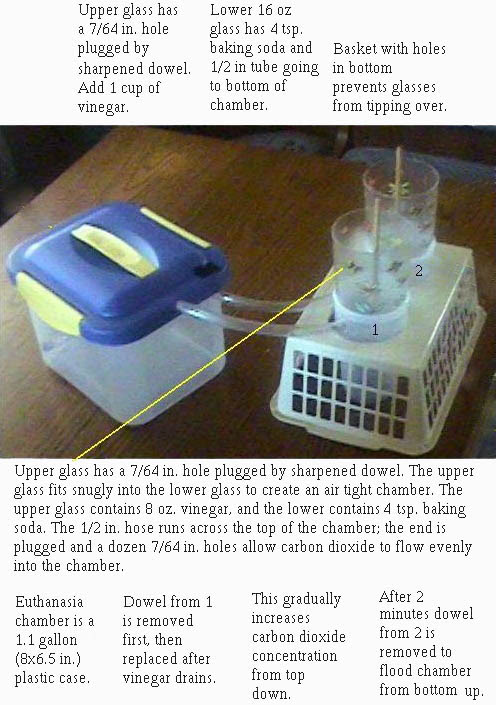 Killing Rats With Baking Soda And Vinegar - All You Need Infos