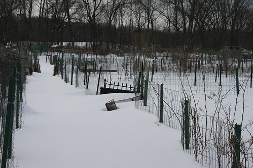 snow covered garden plots 057