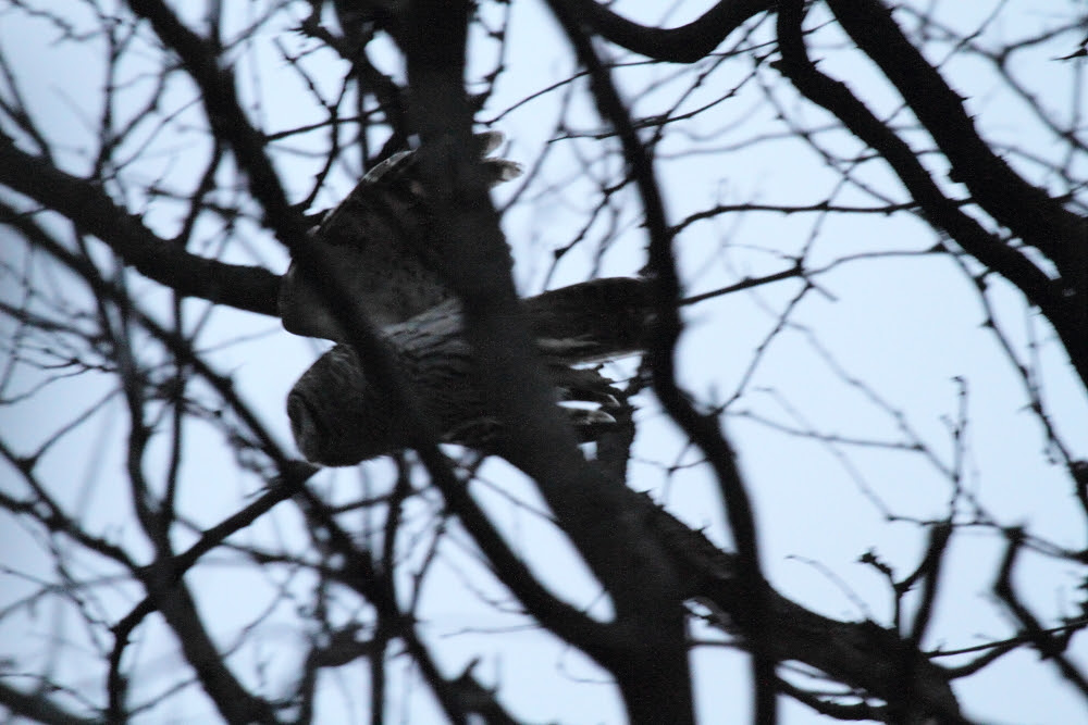 Barred Owl Flyout