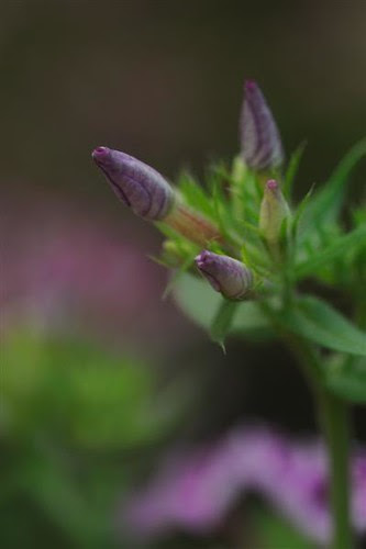 DSC_1250
