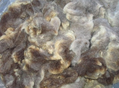 Photo showing the variety of colors in this Shetland fleece. Photo showing the variety of colors in this Shetland fleece.