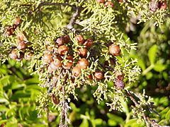 Juniperus phoenicea berries.jpg
