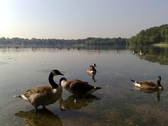 Jamaica Pond: N82 Photo Test