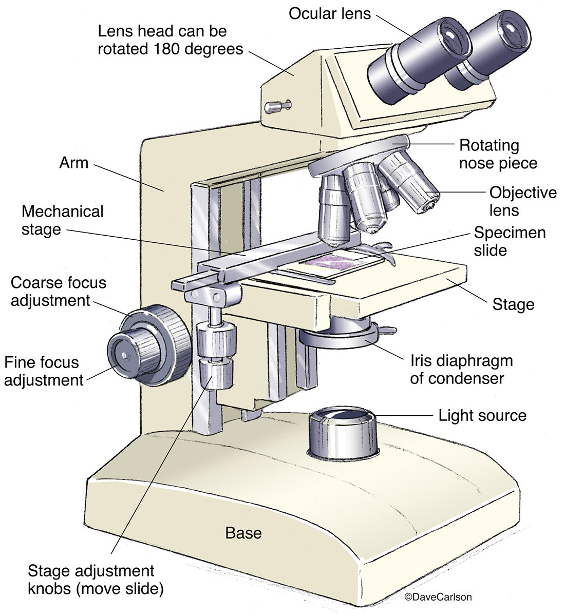 Microscope Diagram Crossword Answers - Micropedia