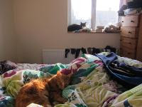 Free Image Hosting at www.ImageShack.us