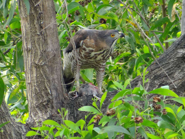 鳳頭蒼鷹/無限台南