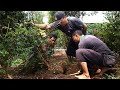 Dongkel Bahan Bonsai Kupalandak | Anggur Brazil | Jaboticaba (Myrciaria cauliflora) Hasil Ground