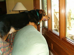 The Watch Dog