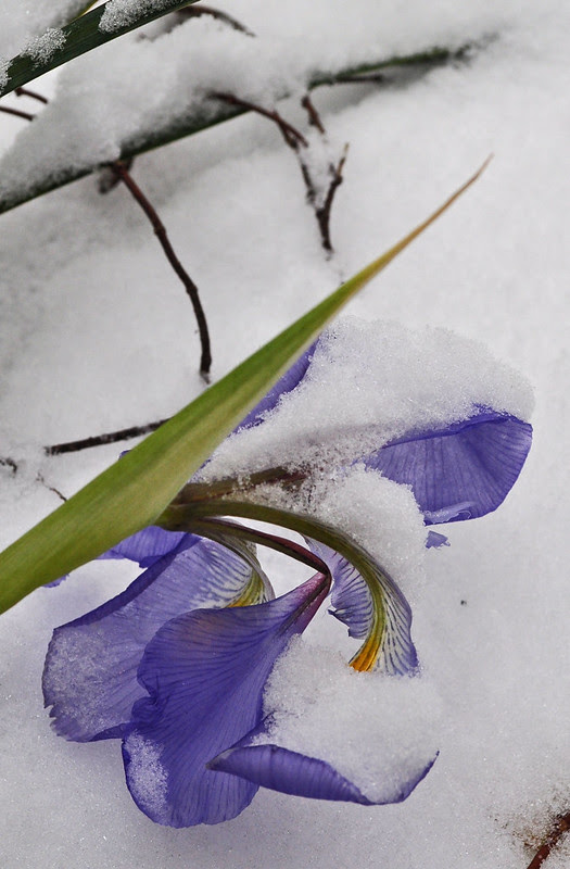 Iris in Snow