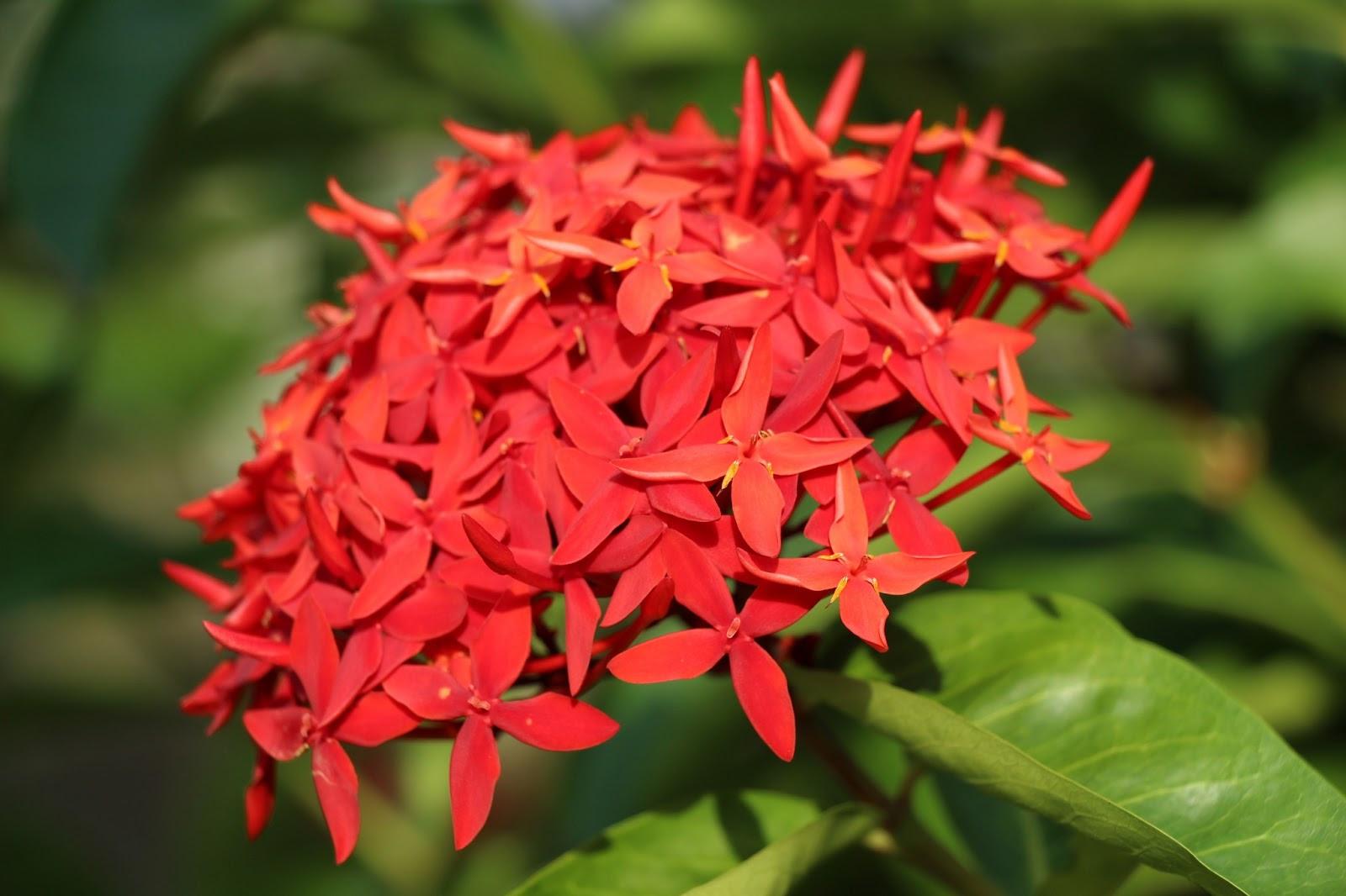 Nama Bunga Di Malaysia - Tergolong dalam kumpulan jenis bunga di