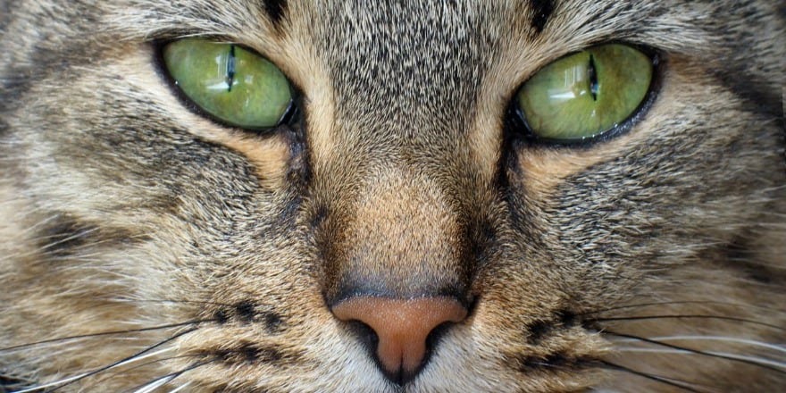 What Does It Mean When Your Cats Nose Is White - CatWalls