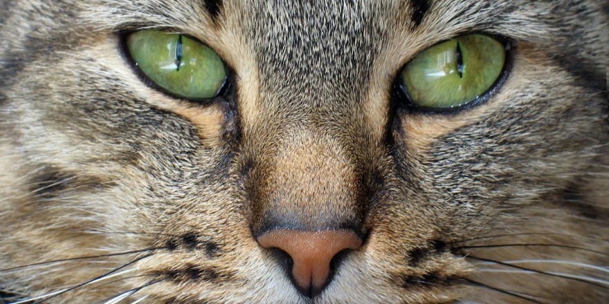 What Does It Mean When Your Cats Nose Is White - CatWalls