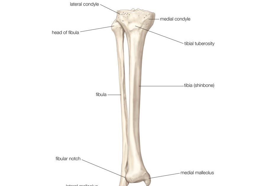 Leg Bone Diagram - Leg Fracture (Aftercare Instructions) - What You