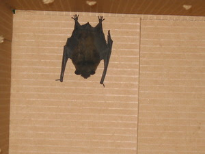 Bat released from a cardboard box