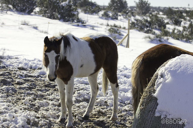 Amarillo Texas Horse