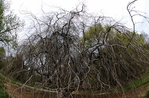Gnarly trees resist spring