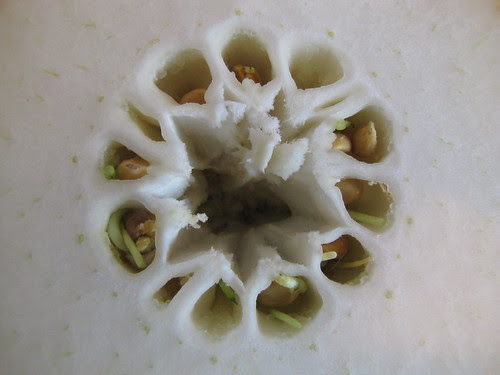 Germinated seeds inside a citron fruit