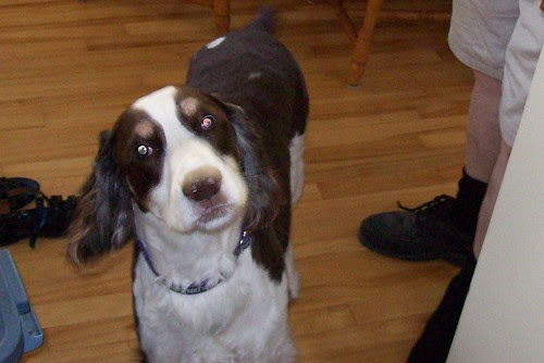 dudley 1