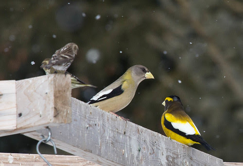 Evening Grosbeaks with a siskin and redpoll