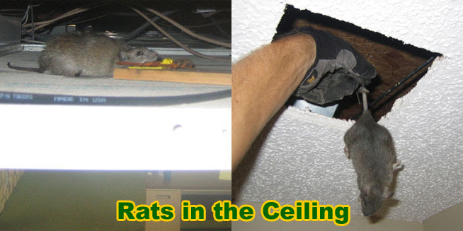 rats attic remove plague rodents crawl between rodent blocktoro