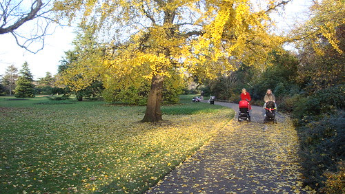 Fall's end in Greenwich (92)