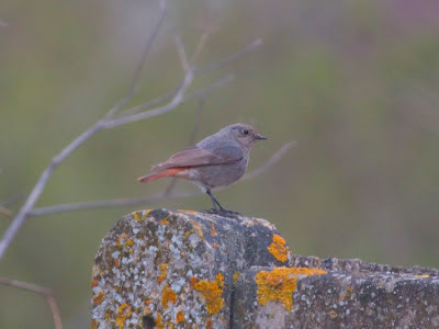 Black Redstart