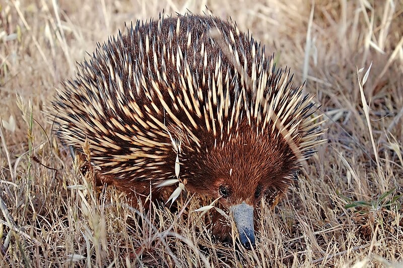 mathbionerd: What makes a mammal?