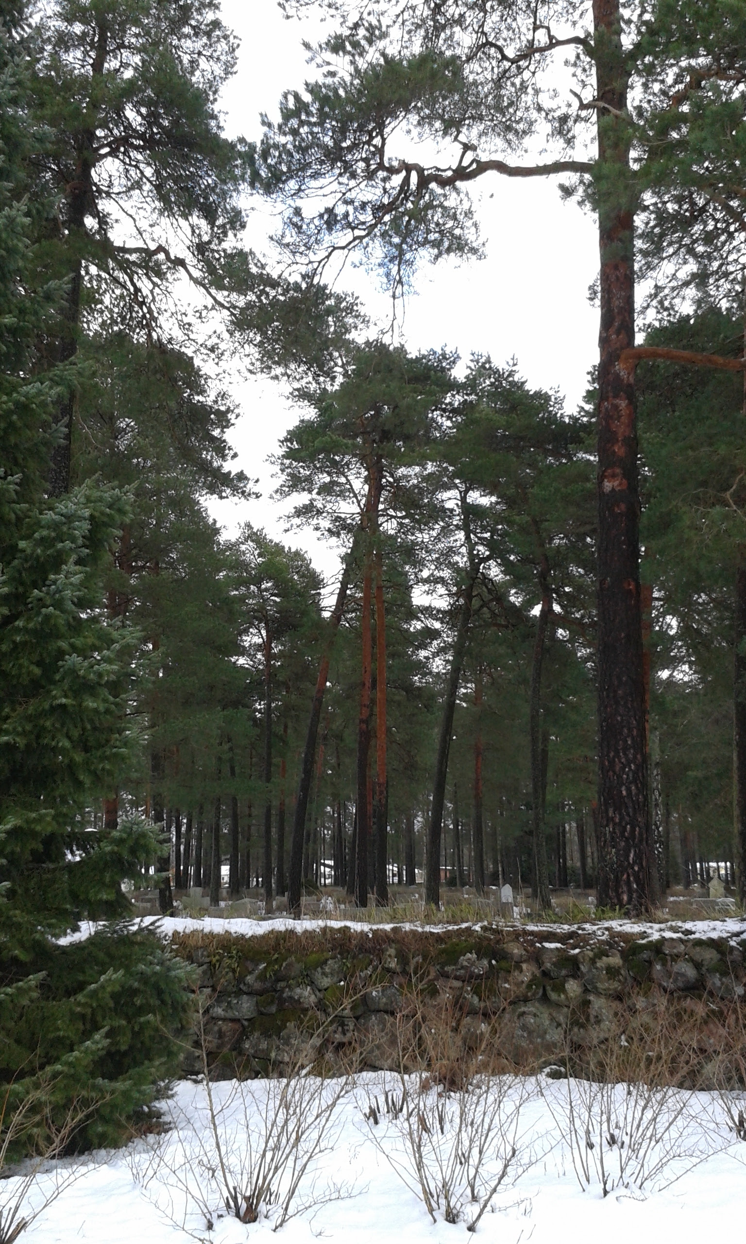 Skogskyrkogården i Skillingaryd