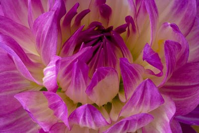 Dahlia