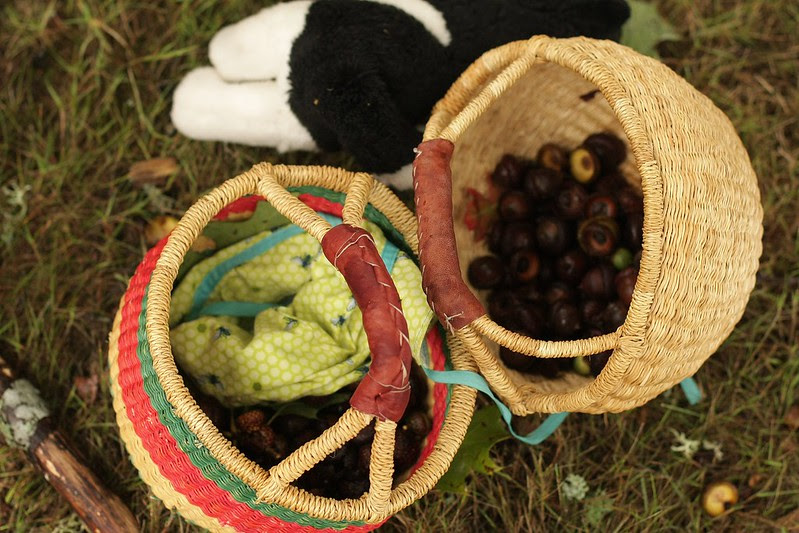 acorn gathering