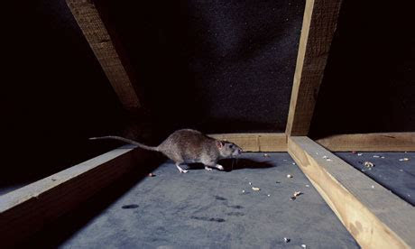Getting rid of rats and bedbugs Life and style The Guardian Getting rid of rats and bedbugs Life and style The Guardian