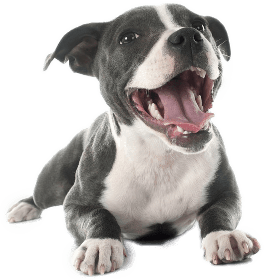 Best Dog Food For Pitbulls | Buyer's Guide for Puppy, Adult & Senior Dogs