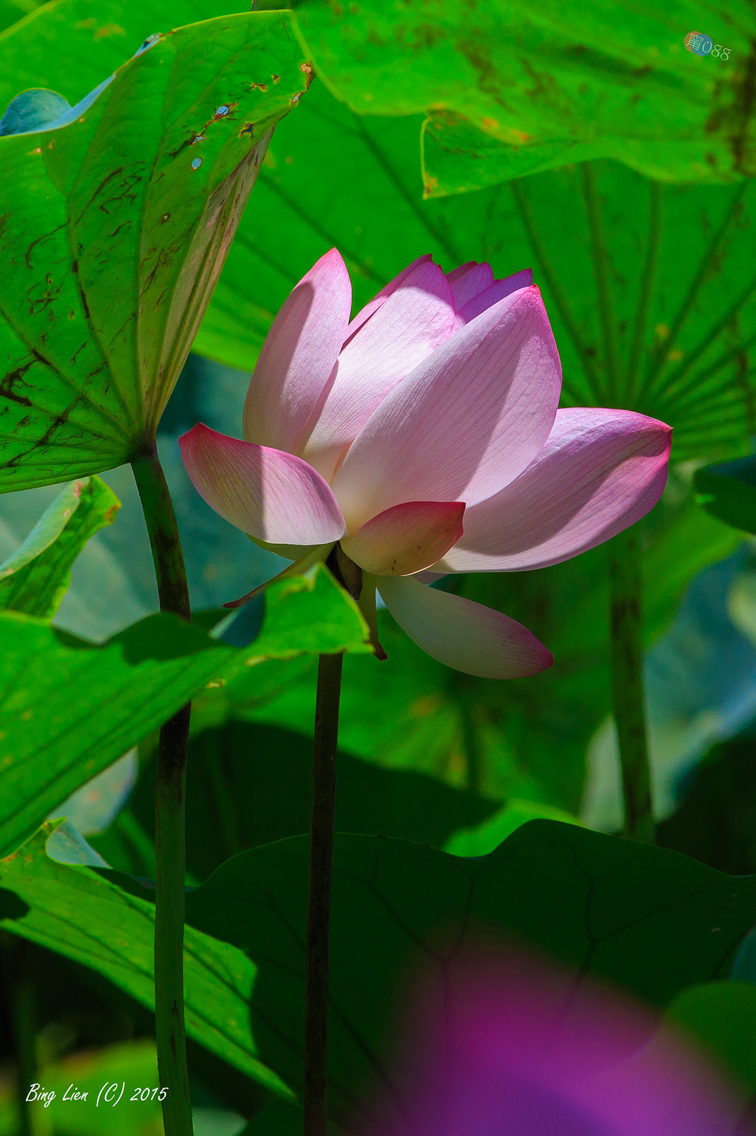 WATER_BING2742_LR