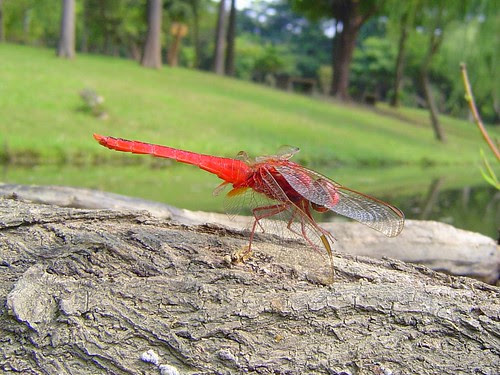 猩紅蜻蜓/無限台南