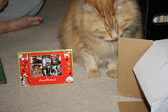 Jasper checking out the box