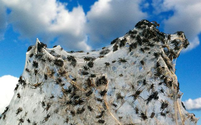 Spider Invasion in Australia