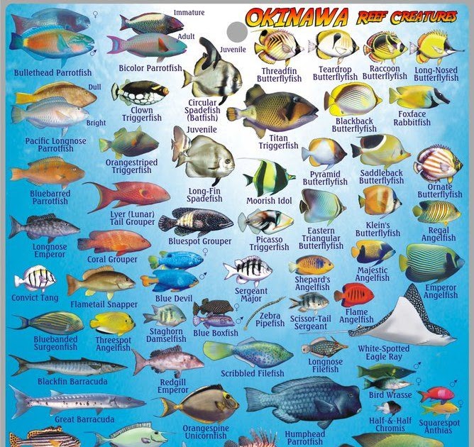 Types Of Fishes To Eat - Fishing Info