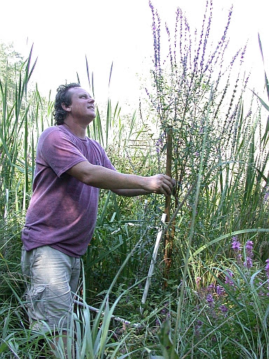 photo o Fred and loosestrife and cattails in a plot