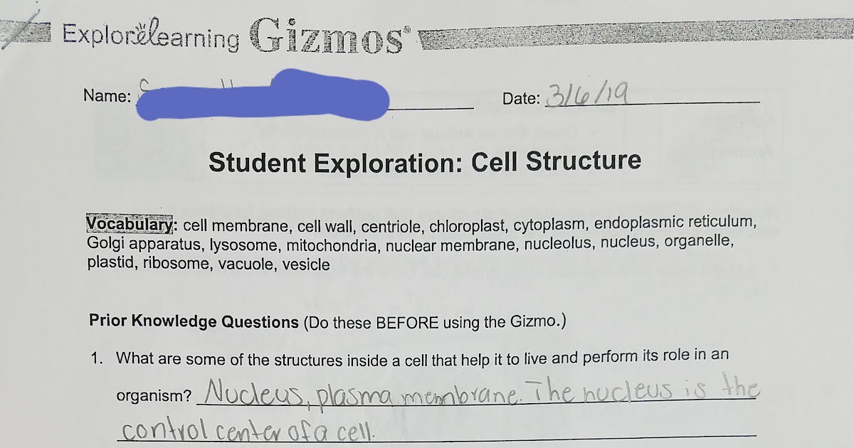 Meiosis Gizmo Answer Key / Student Exploration Half Life ...