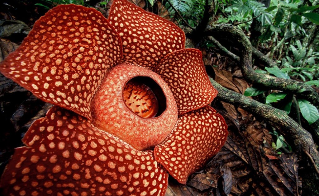 14 Foto Bunga  Rafflesia  Arnoldi Gambar  Bunga  Indah