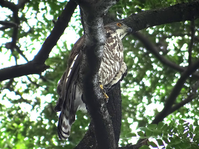 鳳頭蒼鷹/無限台南