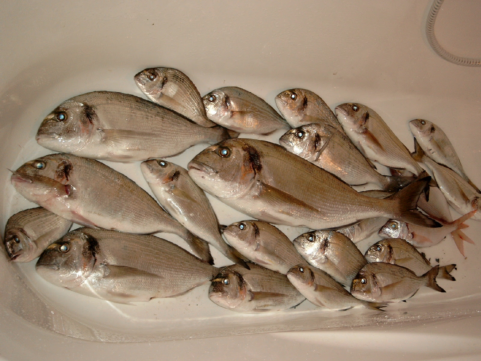 2 Pièces Hamecon Peche Mer Contient 6 Hamecon Hameçon