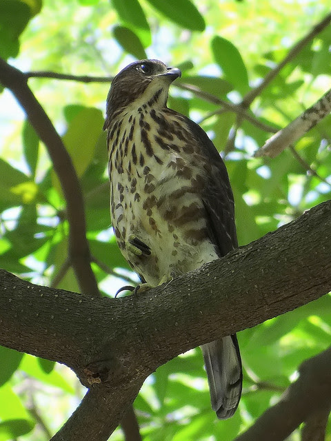 鳳頭蒼鷹/無限台南