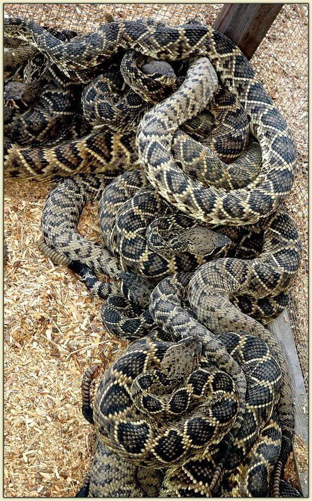...and Still More Snakes