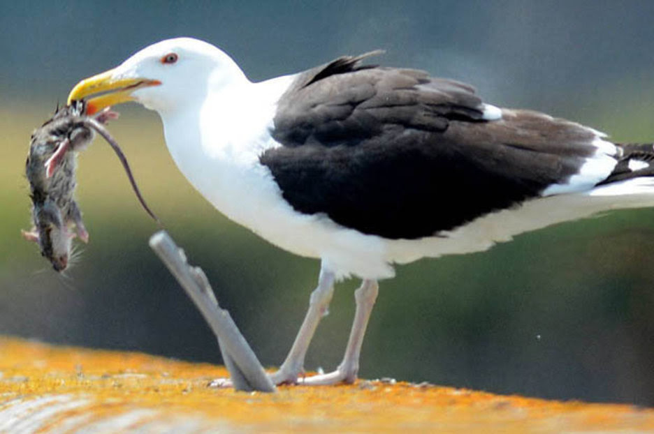Seagulls are now eating rats Daily Star