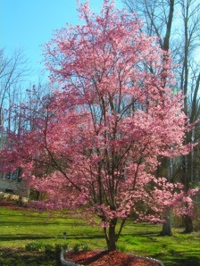 prunus-okame-